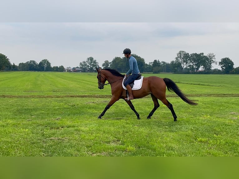 Deutscher Traber Wallach 8 Jahre 160 cm Brauner in Bruckm&#xFC;hl