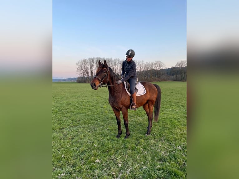Deutscher Traber Wallach 8 Jahre 160 cm Dunkelbrauner in Bruckmühl