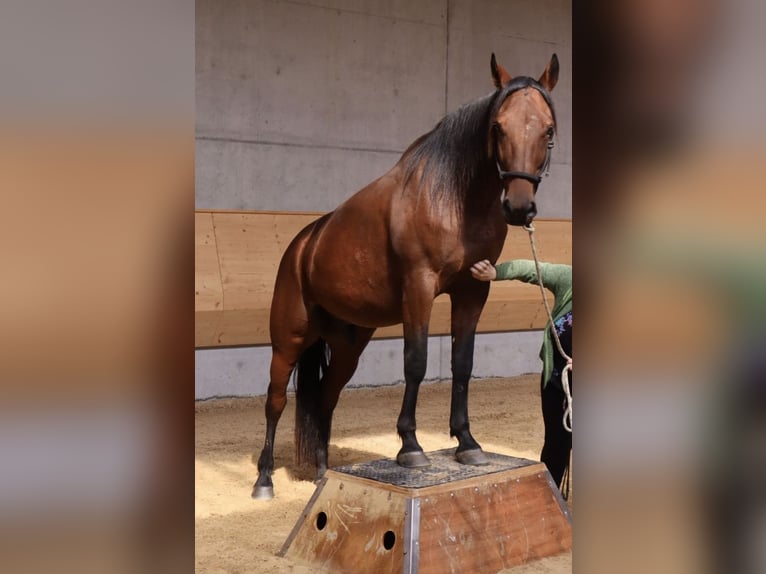 Deutscher Traber Wallach 8 Jahre 164 cm Brauner in Dinkelscherben