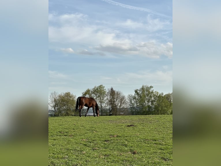 Deutscher Traber Wallach 8 Jahre 164 cm Brauner in Dinkelscherben