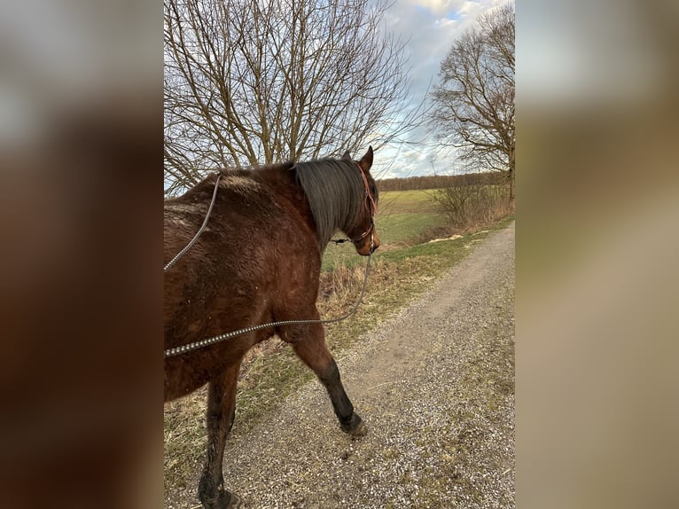 Deutscher Traber Wallach 8 Jahre 164 cm Brauner in Dinkelscherben