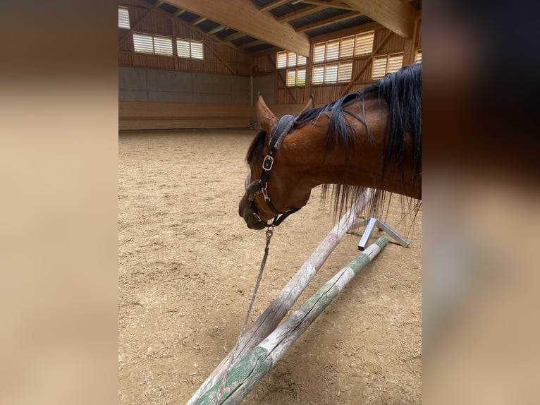 Deutscher Traber Wallach 8 Jahre 164 cm Brauner in Dinkelscherben