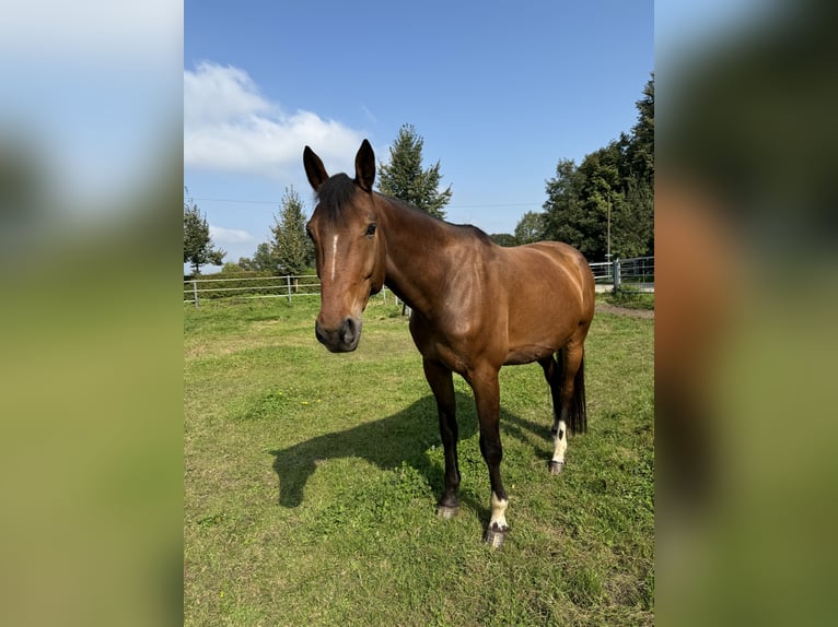 Deutscher Traber Mix Wallach 8 Jahre 164 cm Brauner in Dülmen