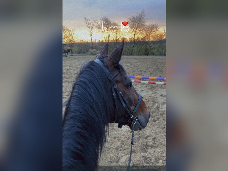 Deutscher Traber Wallach 8 Jahre 165 cm Dunkelbrauner in Geesthacht