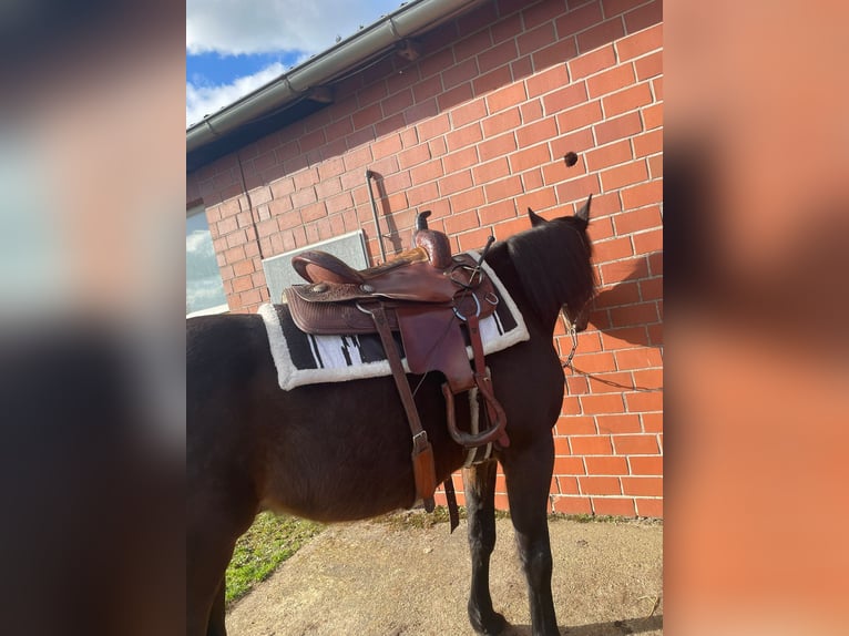 Deutscher Traber Wallach 8 Jahre 165 cm Dunkelbrauner in Steyerberg