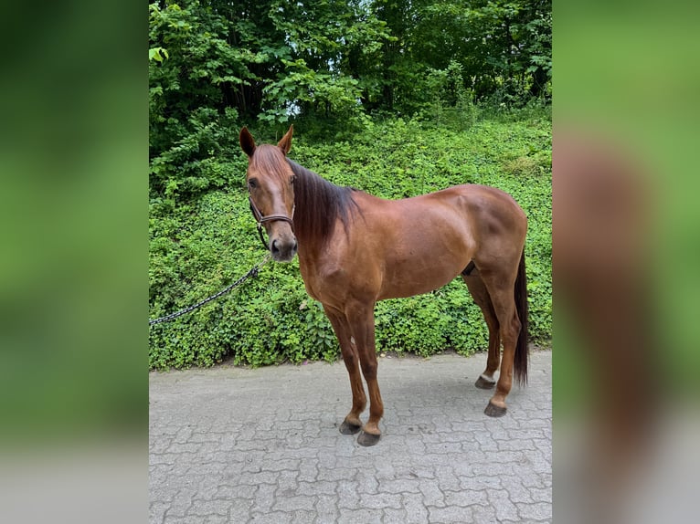 Deutscher Traber Wallach 8 Jahre 165 cm Fuchs in Neritz