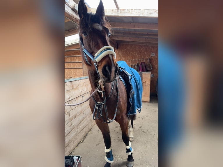 Deutscher Traber Wallach 8 Jahre 165 cm Hellbrauner in Horstedt