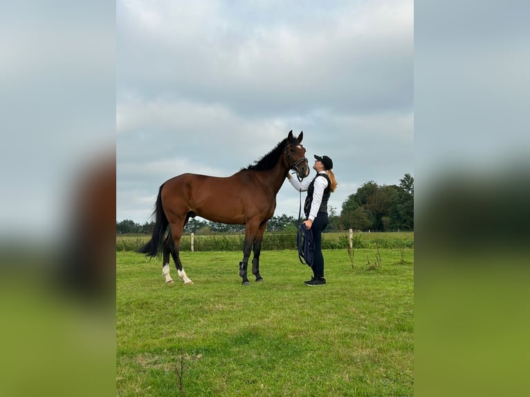 Deutscher Traber Wallach 8 Jahre 165 cm Hellbrauner in Horstedt