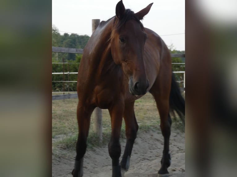 Deutscher Traber Wallach 8 Jahre 170 cm Brauner in Schönefeld