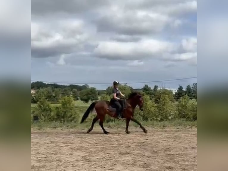 Deutscher Traber Wallach 8 Jahre 170 cm Brauner in Schönefeld