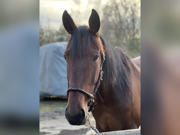 Deutscher Traber Wallach 8 Jahre 170 cm Brauner in Schönefeld