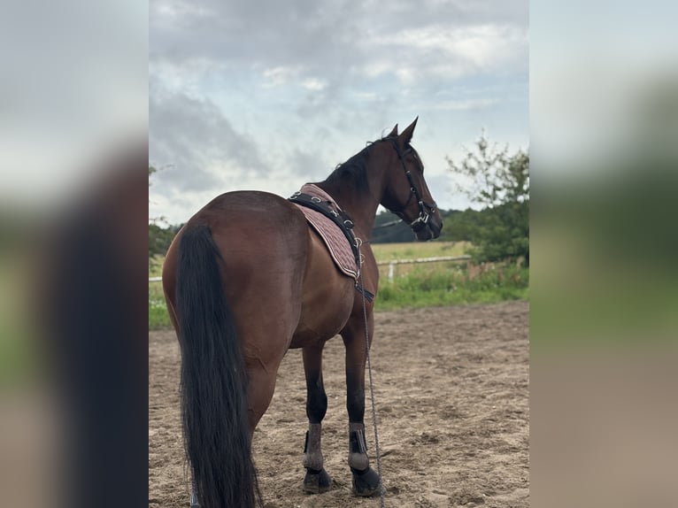 Deutscher Traber Wallach 8 Jahre 170 cm Brauner in Schönefeld