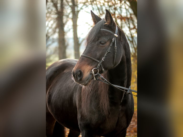 Deutscher Traber Wallach 9 Jahre 157 cm Dunkelbrauner in Berg im Gau