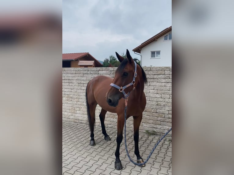 Deutscher Traber Wallach 9 Jahre 160 cm Brauner in Bruckmühl