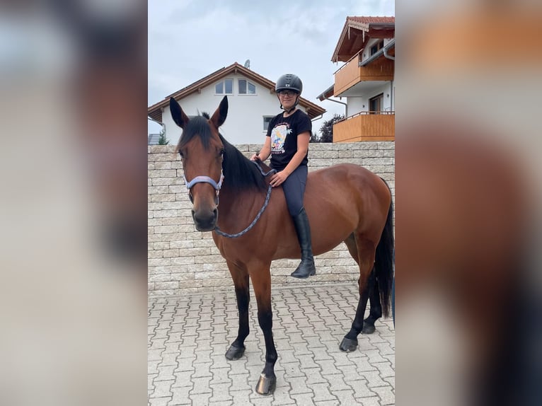 Deutscher Traber Wallach 9 Jahre 160 cm Brauner in Bruckmühl