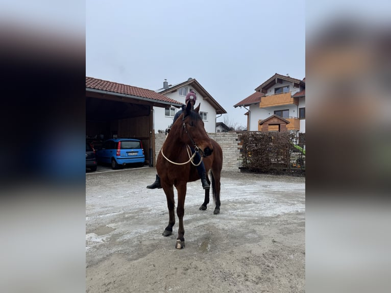 Deutscher Traber Wallach 9 Jahre 160 cm Brauner in Bruckmühl