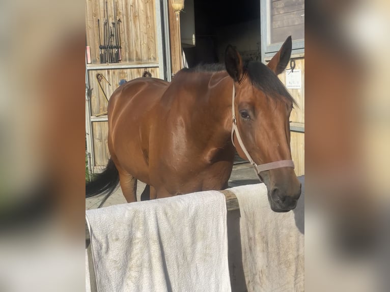 Deutscher Traber Wallach 9 Jahre 160 cm Brauner in Bruckmühl