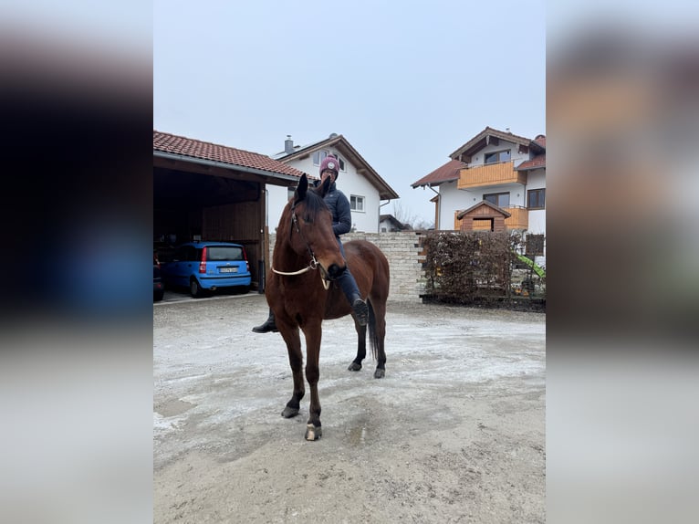 Deutscher Traber Wallach 9 Jahre 160 cm Brauner in Bruckmühl