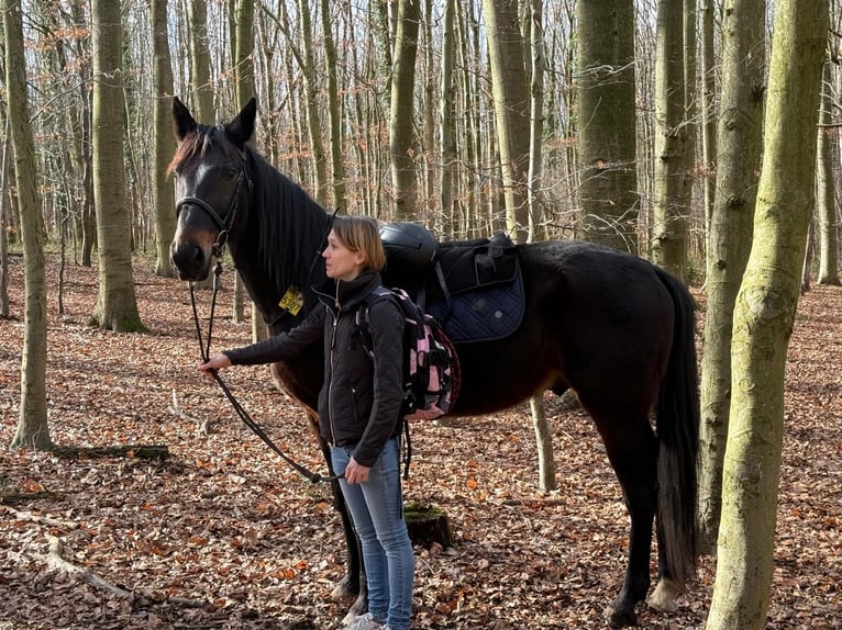 Deutscher Traber Wallach 9 Jahre 163 cm Dunkelbrauner in Mülheim an der Ruhr