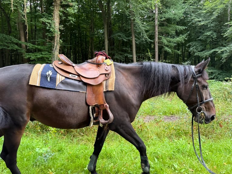 Deutscher Traber Wallach 9 Jahre 163 cm Dunkelbrauner in Mülheim an der Ruhr
