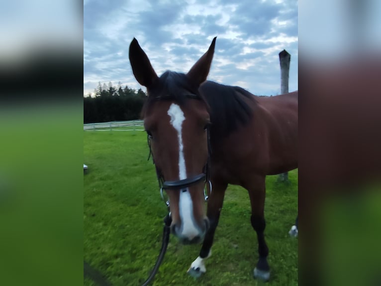 Deutscher Traber Wallach 9 Jahre 170 cm Brauner in Triftern