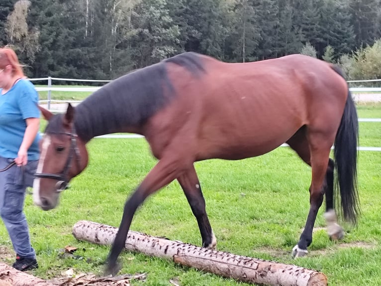 Deutscher Traber Wallach 9 Jahre 170 cm Brauner in Triftern