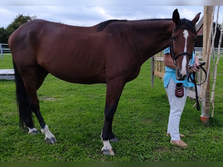 Deutscher Traber Wallach 9 Jahre 170 cm Brauner in Triftern