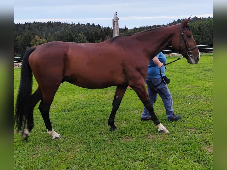 Deutscher Traber Wallach 9 Jahre 170 cm Brauner in Triftern