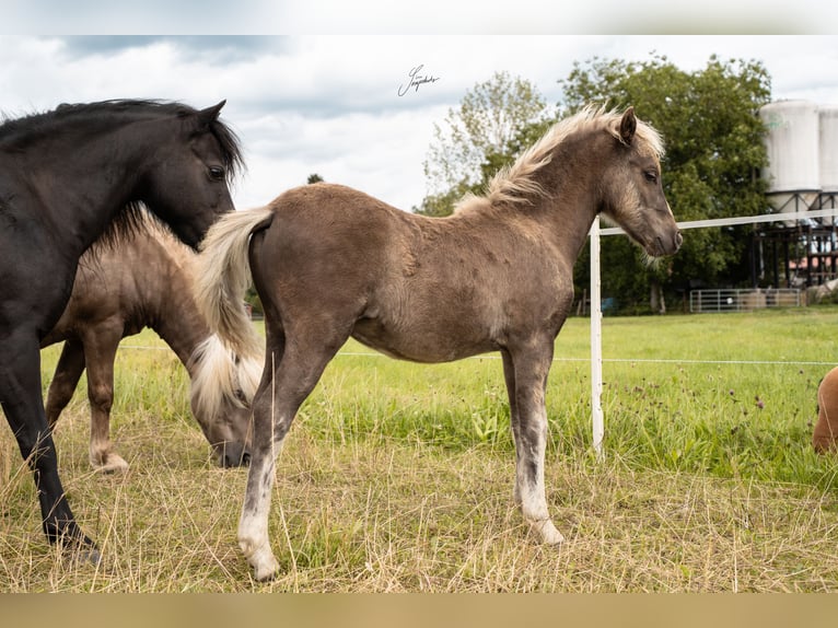 Deutsches Classic-Pony Hengst 1 Jahr 110 cm Dunkelfuchs in Osterode am Harz
