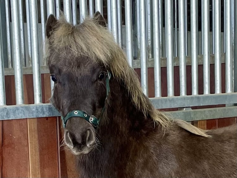 Deutsches Classic-Pony Hengst 1 Jahr 110 cm Dunkelfuchs in Osterode am Harz