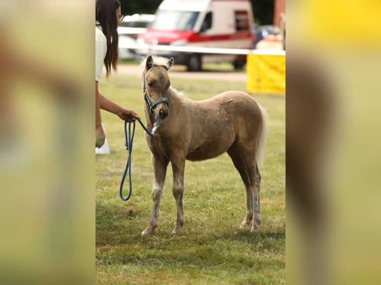 Deutsches Classic-Pony Hengst 1 Jahr 110 cm Dunkelfuchs in Osterode am Harz