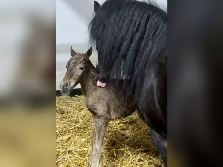 Deutsches Classic-Pony Hengst 1 Jahr 110 cm Dunkelfuchs in Osterode am Harz