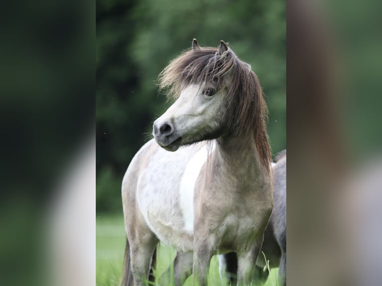 Deutsches Classic-Pony Hengst 2 Jahre 105 cm Buckskin in Neukirchen bei Sulzbach-Rosenberg