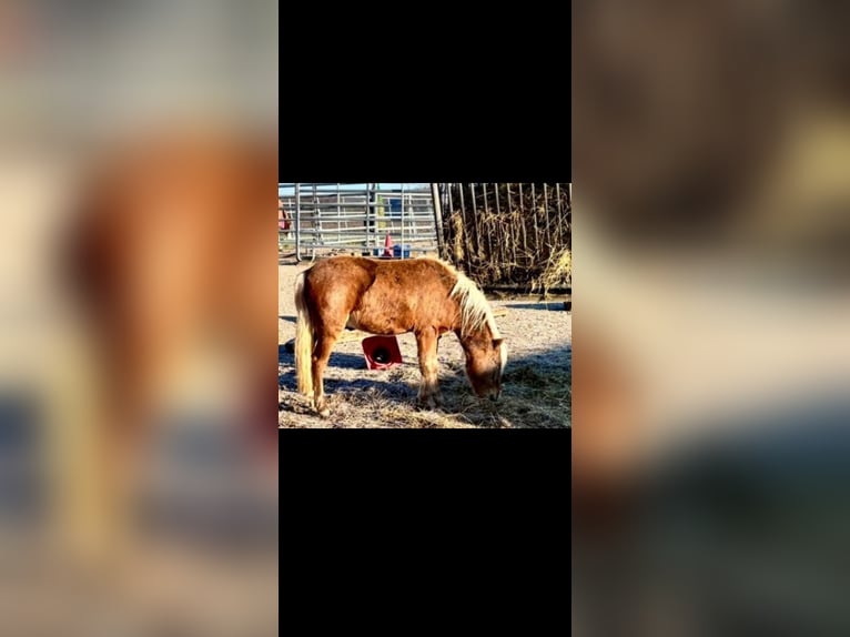 Deutsches Classic-Pony Hengst 2 Jahre 105 cm  in Finningen