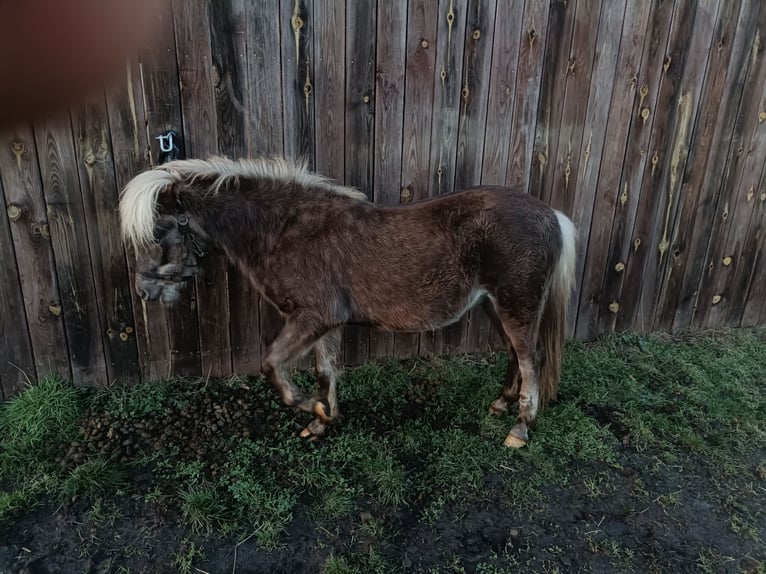 Deutsches Classic-Pony Hengst 2 Jahre 109 cm in Bohmte