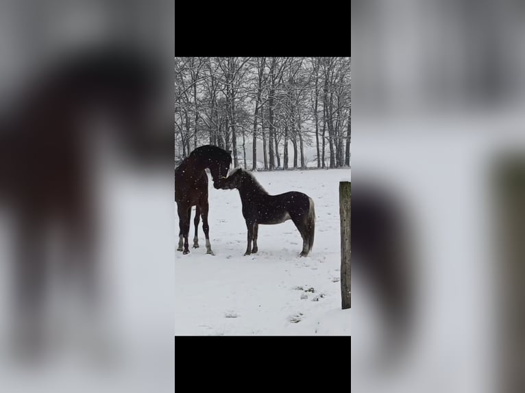 Deutsches Classic-Pony Hengst 2 Jahre 109 cm in Bohmte