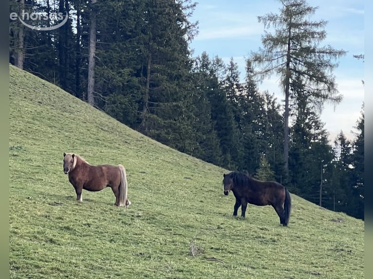 Deutsches Classic-Pony Hengst 6 Jahre 125 cm Rappe in Matrei am Brenner