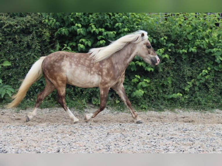 Deutsches Classic-Pony Hengst 7 Jahre 108 cm in Oberderdingen