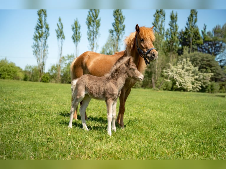 Deutsches Classic-Pony Hengst Fohlen (03/2026) 110 cm Dunkelbrauner in Aitrang
