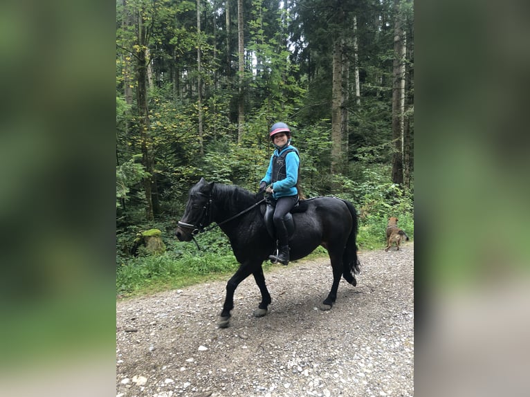 Deutsches Classic-Pony Stute 11 Jahre 118 cm Brauner in WeyarnWeyarn