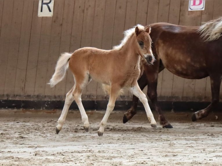 Deutsches Classic-Pony Stute 13 Jahre 110 cm Fuchs in Goslar