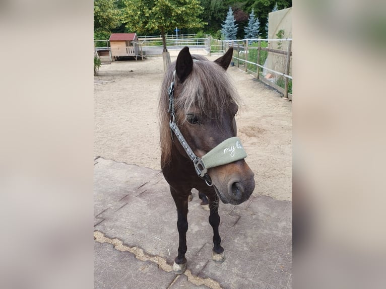 Deutsches Classic-Pony Stute 16 Jahre 112 cm Dunkelfuchs in Pfyn