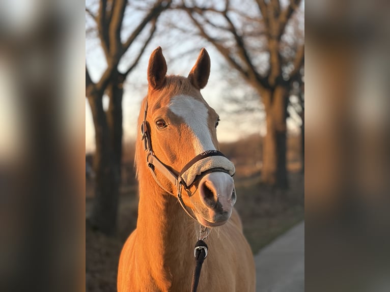 Deutsches Classic-Pony Stute 17 Jahre 152 cm Palomino in Marxen