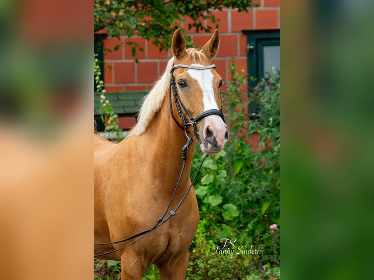 Deutsches Classic-Pony Stute 17 Jahre 152 cm Palomino in Marxen