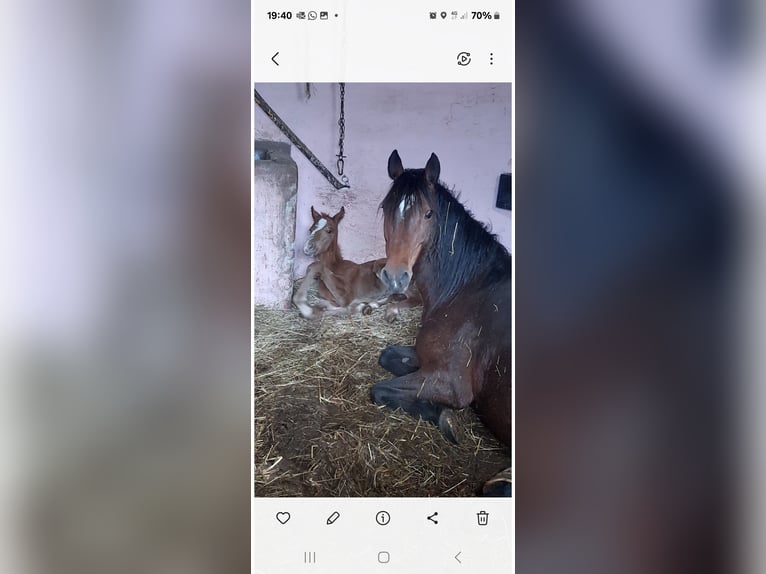 Deutsches Classic-Pony Stute 19 Jahre Brauner in Nauen