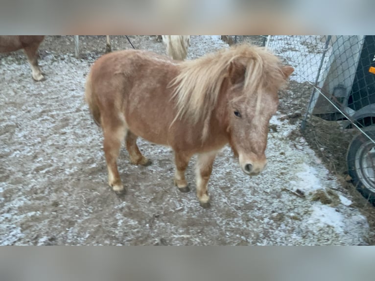 Deutsches Classic-Pony Mix Stute 2 Jahre 96 cm Fuchs in Götzens