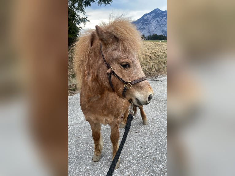 Deutsches Classic-Pony Mix Stute 2 Jahre 96 cm Fuchs in Götzens