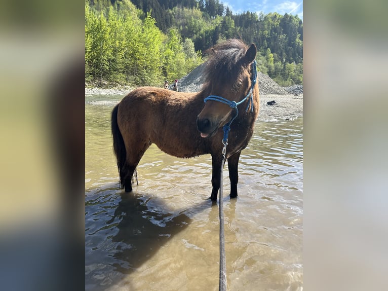 Deutsches Classic-Pony Stute 3 Jahre 107 cm Brauner in Axams