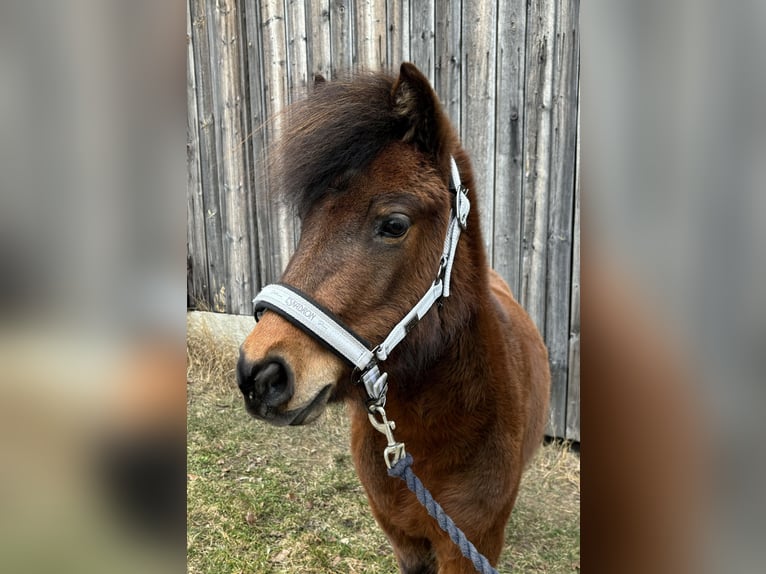 Deutsches Classic-Pony Stute 3 Jahre 107 cm Brauner in Axams