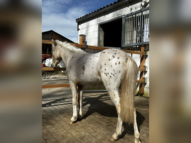 Deutsches Classic-Pony Stute 4 Jahre 105 cm Tigerschecke in Mosbach